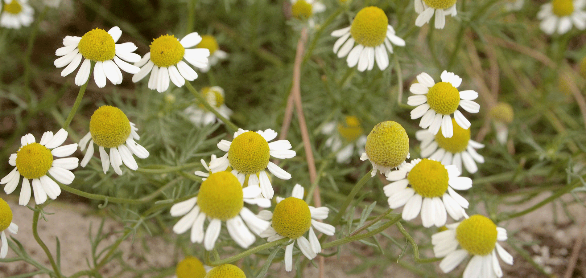 camomilas quinta sinfonia