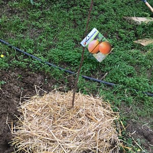 Método para plantar árvores de fruto