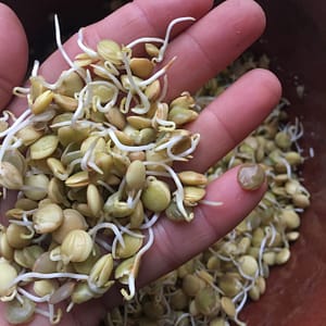 Como fazer um enraizador natural com lentilhas