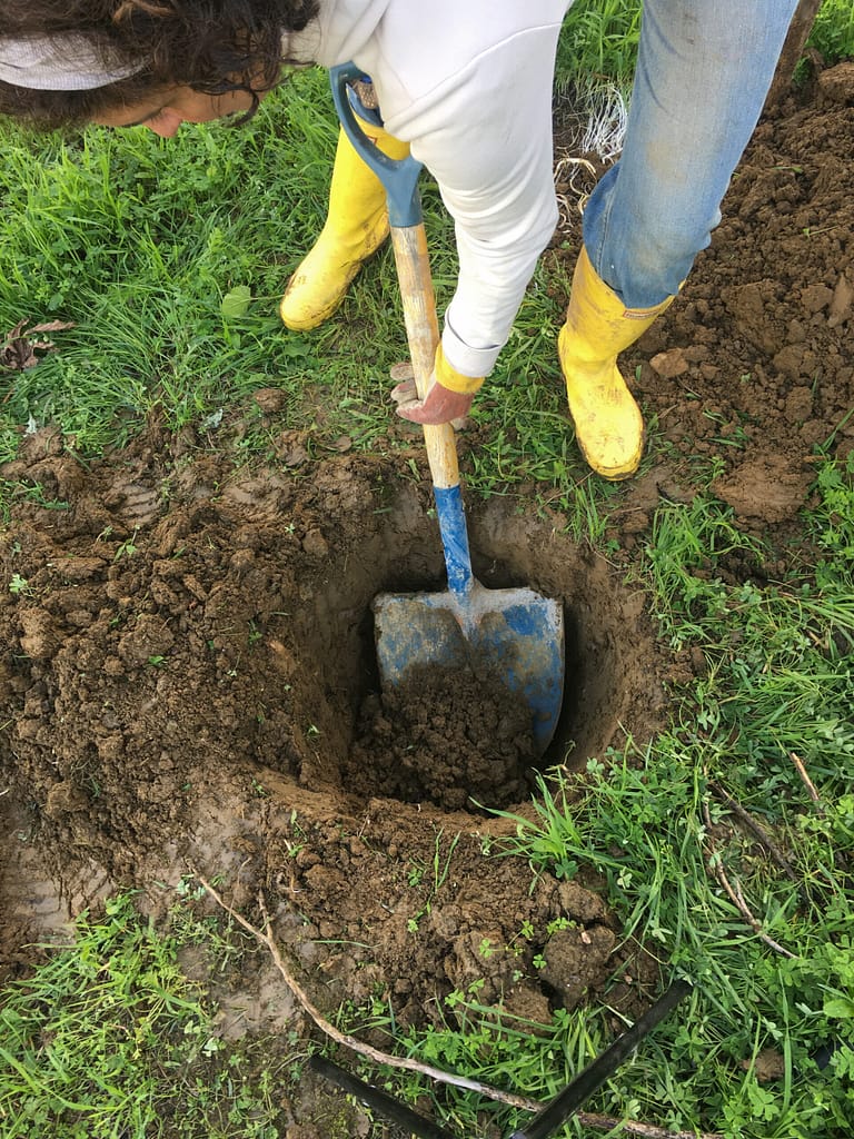 Método para plantar árvores