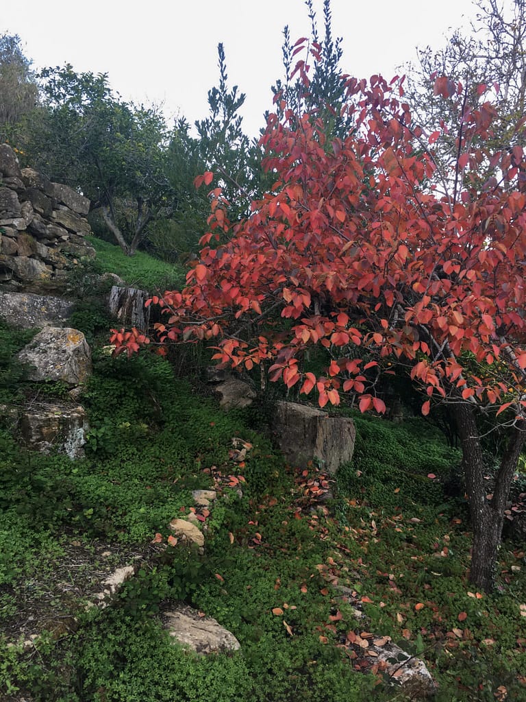 árvore quinta sinfonia