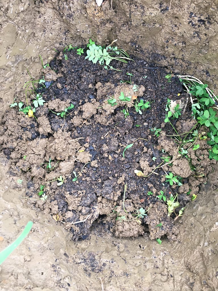 método para plantar árvores de fruta