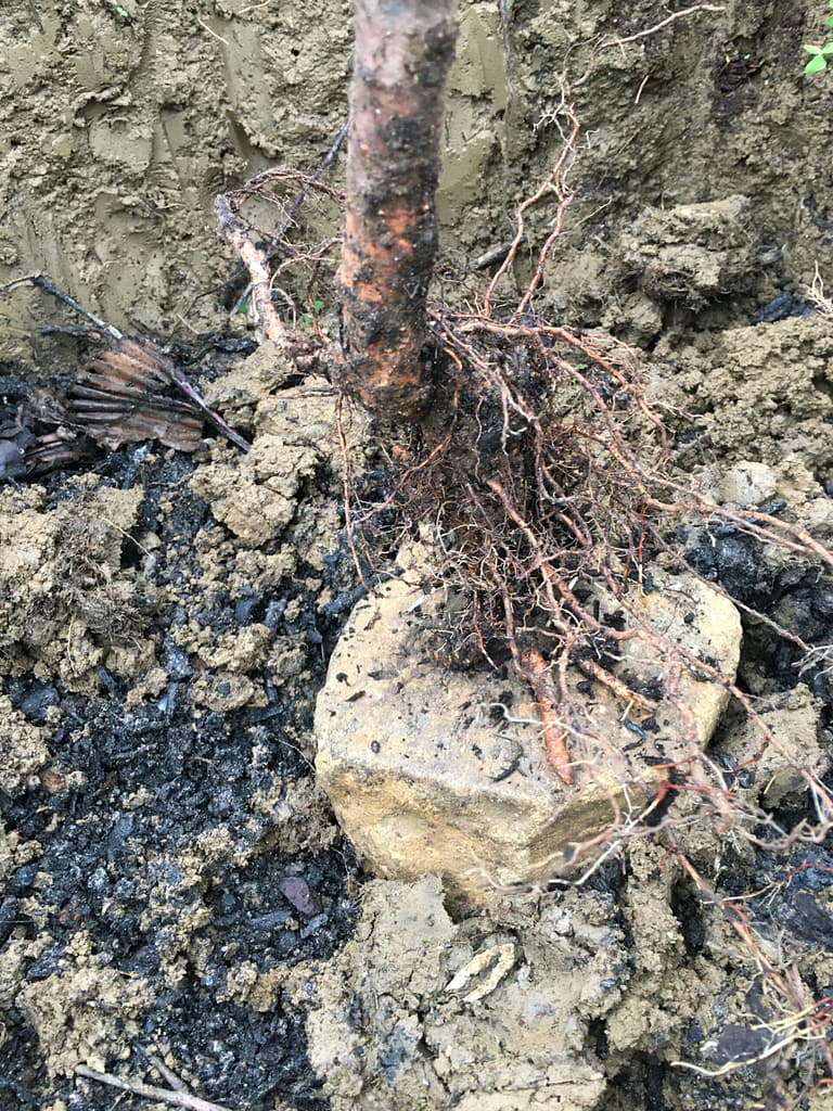 método para plantar árvores