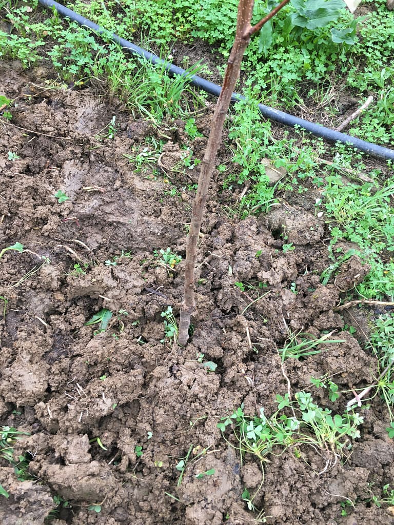 método para plantar árvores de fruta
