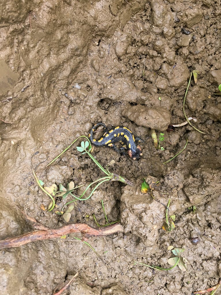 como abrir buraco para plantar árvore de fruto