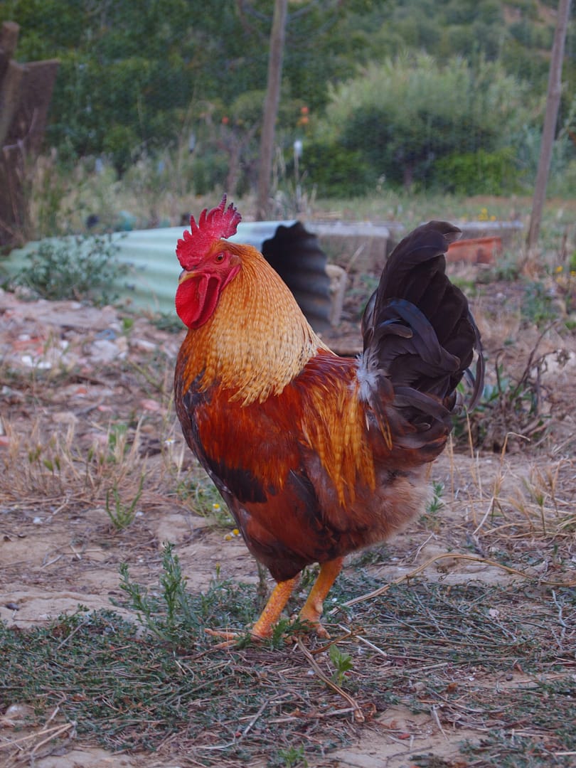 galo quinta sinfonia