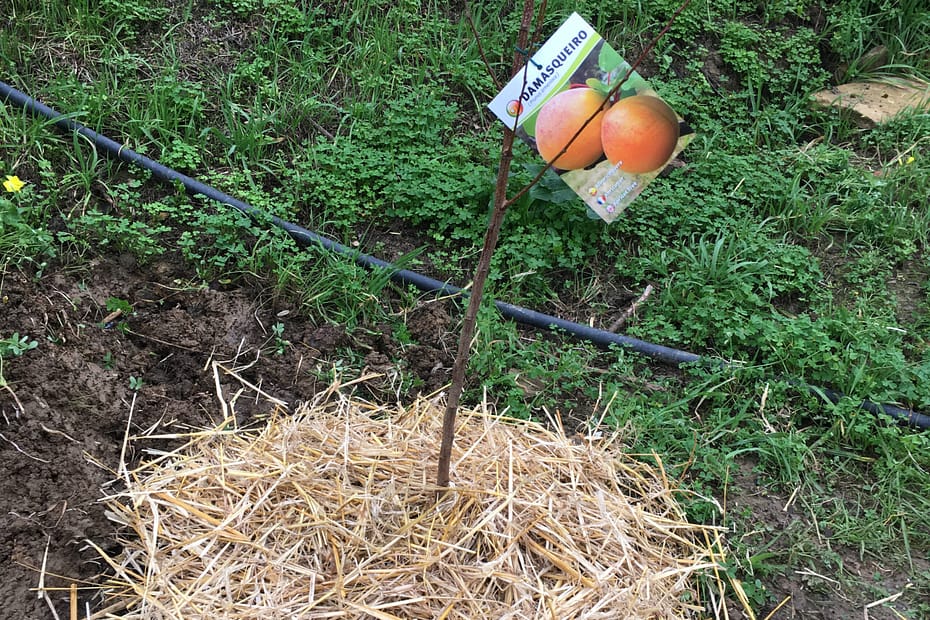 plantar árvores de fruta
